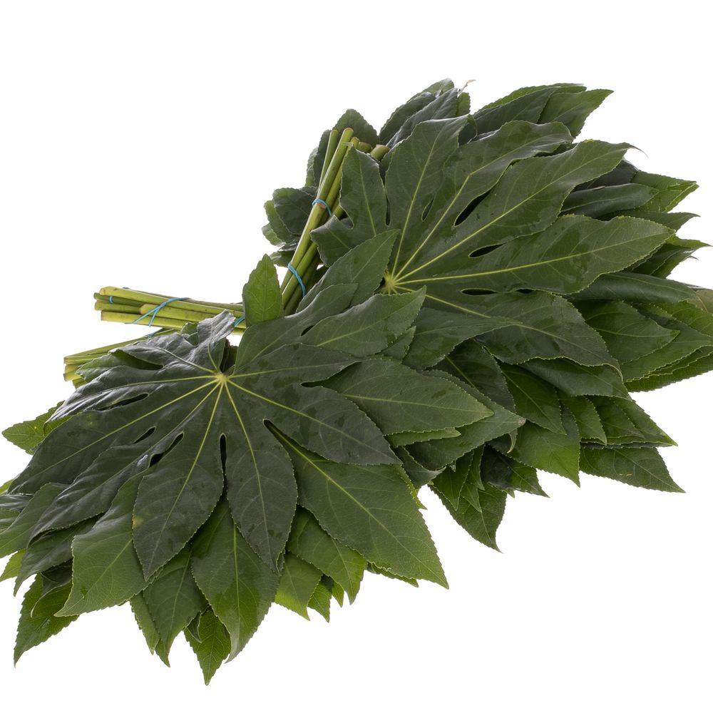 Aralia grün Buendel 40cm