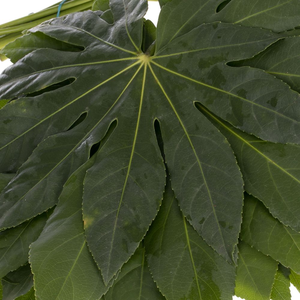 Aralia grün Buendel 40cm