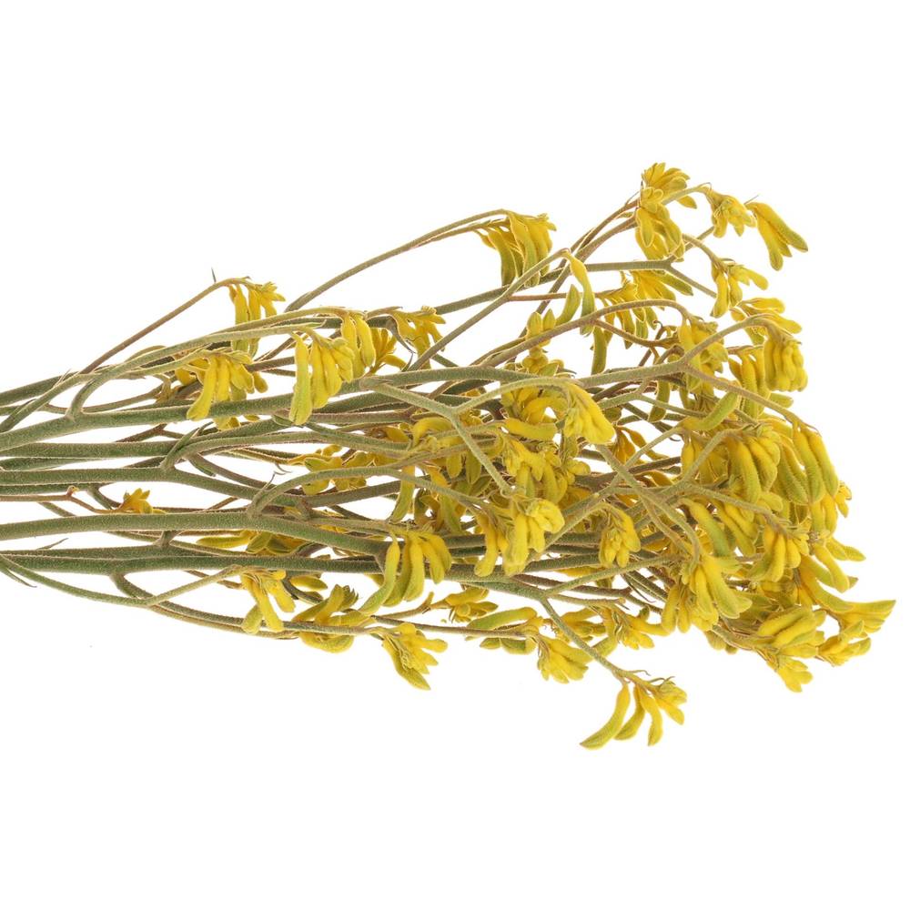 Kangeroo gelb Bush Down 60cm