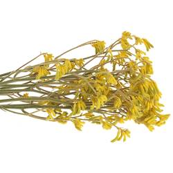 Kangeroo gelb Bush Down 60cm