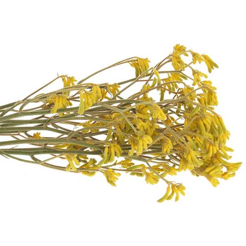 Kangeroo gelb Bush Down 60cm