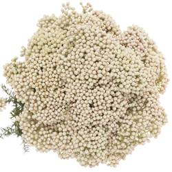 Cooks weiss 70cm pro Bund 200 Gramm