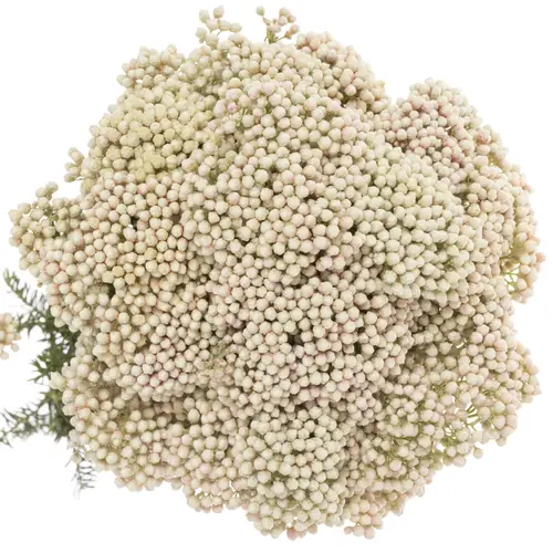 Cooks weiss 70cm pro Bund 200 Gramm