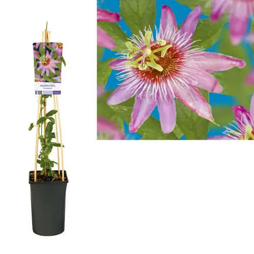 Passiflora Anastasia T17 H075