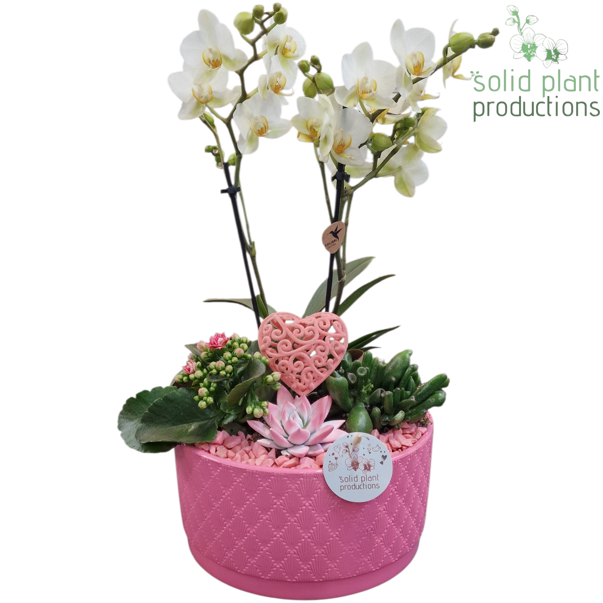 Phal.Arr Stella rosa PE004 PV T22 H045