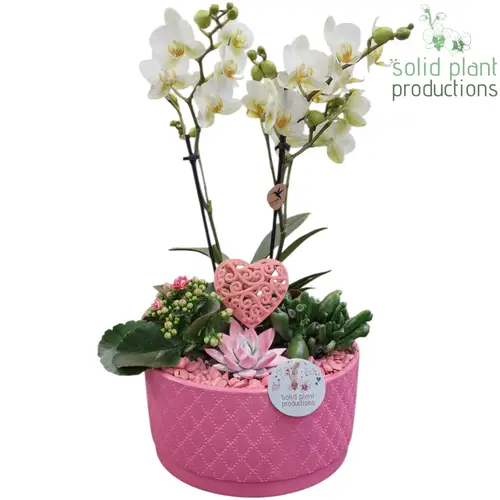 Phal.Arr Stella rosa PE004 PV T22 H045