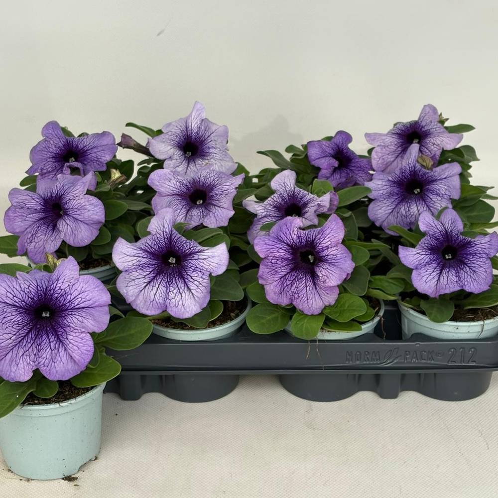 Petunia violett/lila veined T09 H015