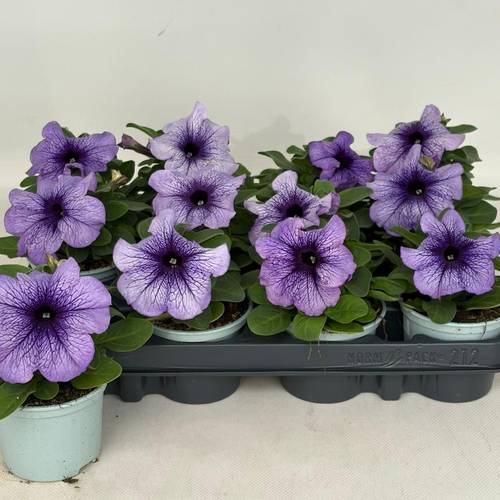 Petunia violett/lila veined T09 H015