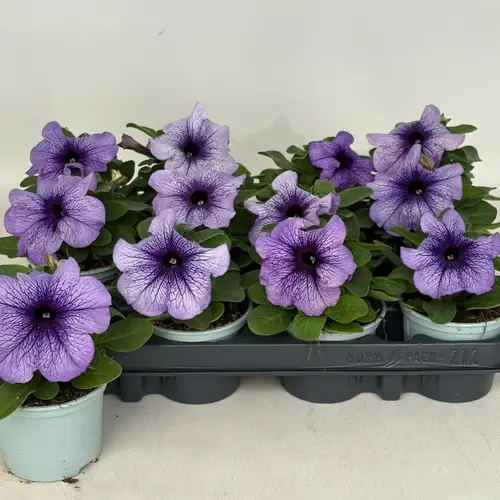 Petunia violett/lila veined T09 H015