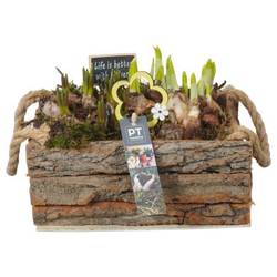 Zwiebel.Arr mix PTBM3912 T25 H021