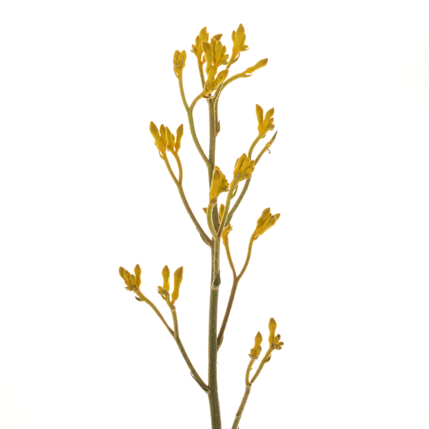 Kangeroo gelb Imani Yellow 60cm