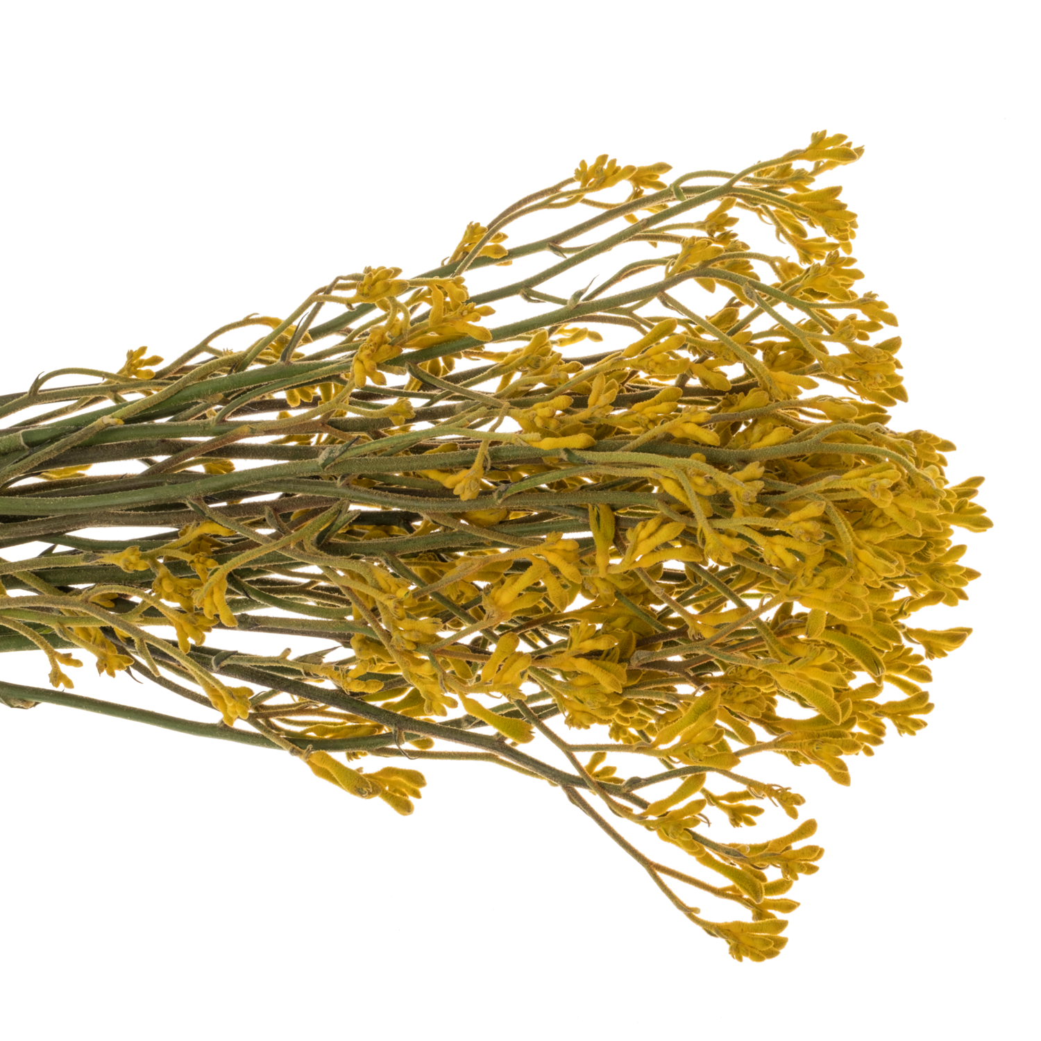 Kangeroo gelb Imani Yellow 60cm