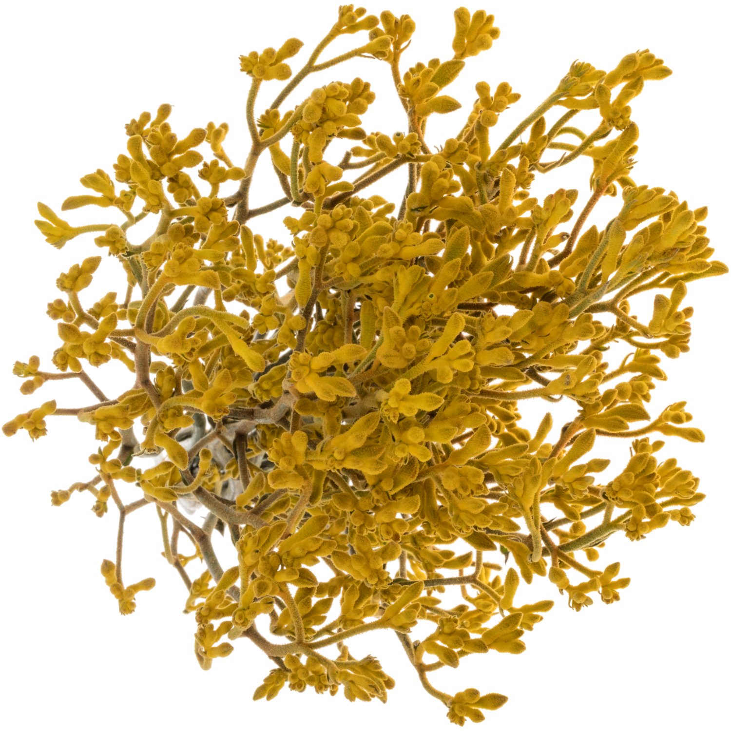 Kangeroo gelb Imani Yellow 60cm