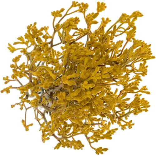 Kangeroo gelb Imani Yellow 60cm