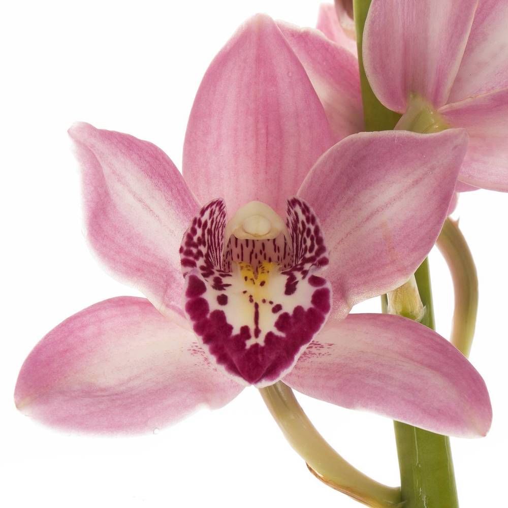 Mini Cymbidium rosa Boudi 40cm 8+Blüte