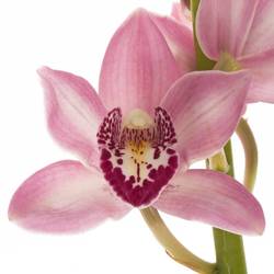 Mini Cymbidium rosa Boudi 40cm 8+Blüte