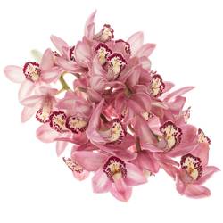 Mini Cymbidium rosa Boudi 40cm 8+Blüte