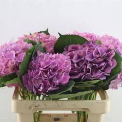 Hortensie lila Scarlet Purple Bol 18cm 60cm