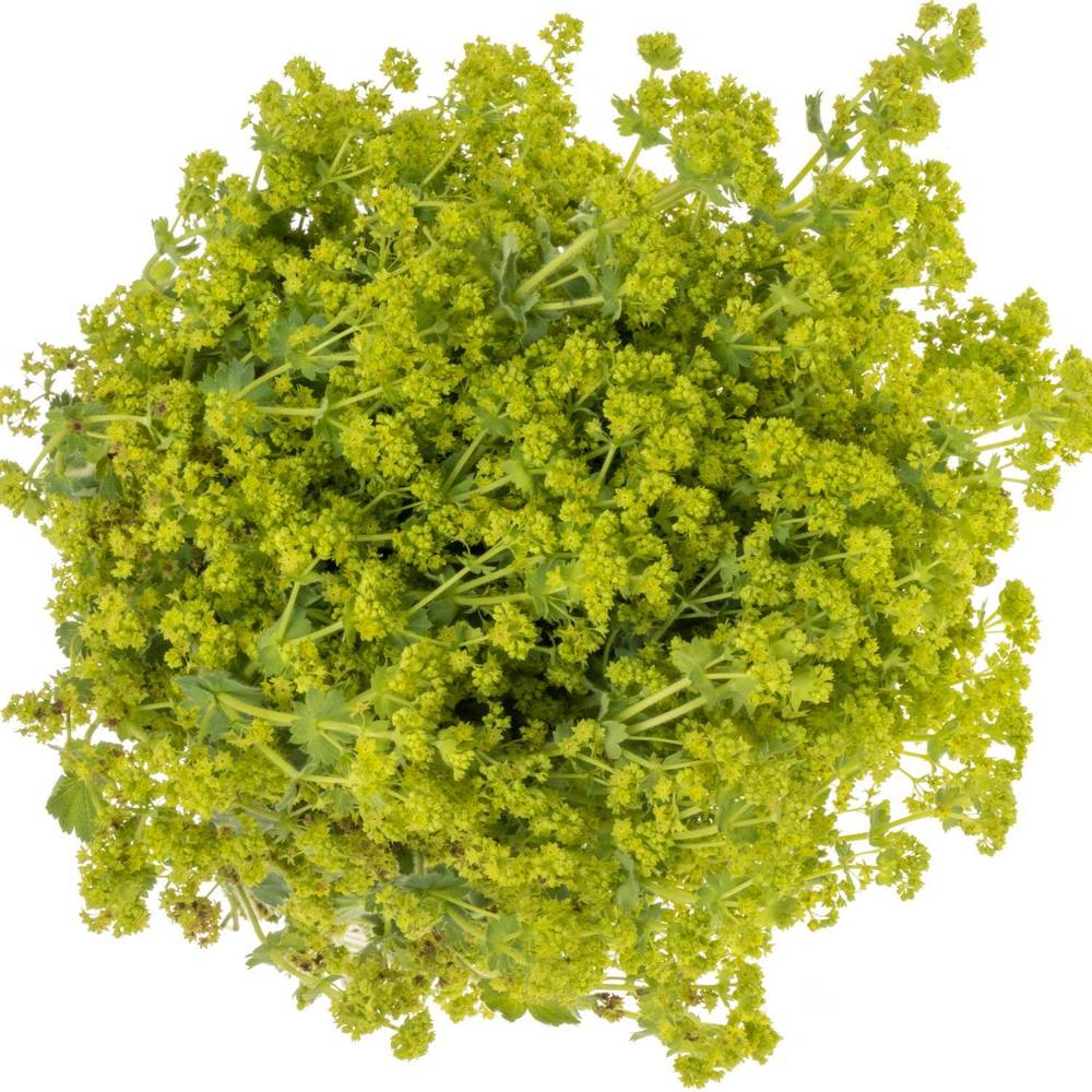 Alchemilla grün 70cm