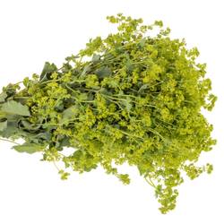 Alchemilla grün 70cm
