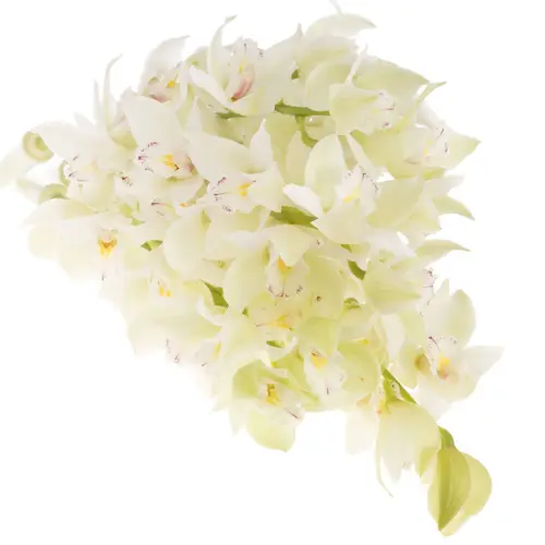 Mini Cymbidium weiss Insigne 50cm 10+Blüte