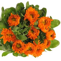 Calendula dunkel orange Green Spot 40cm