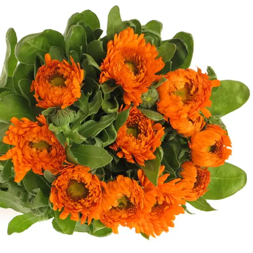Calendula dunkel orange Green Spot 40cm