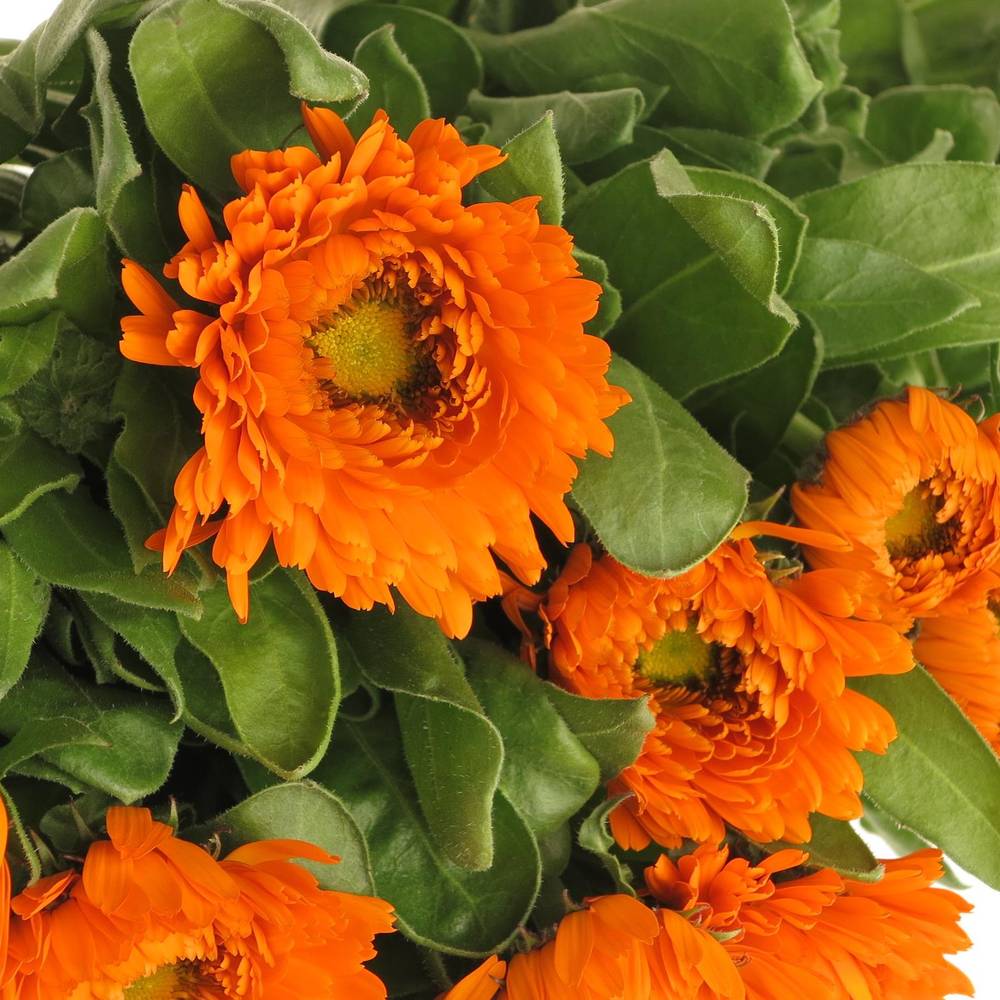 Calendula dunkel orange Green Spot 40cm