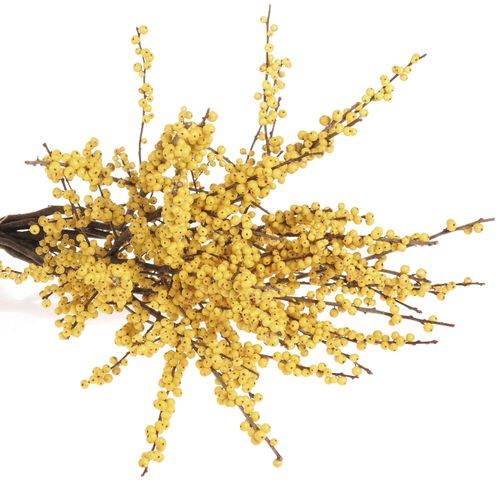 Ilex gelb Citronella 70cm