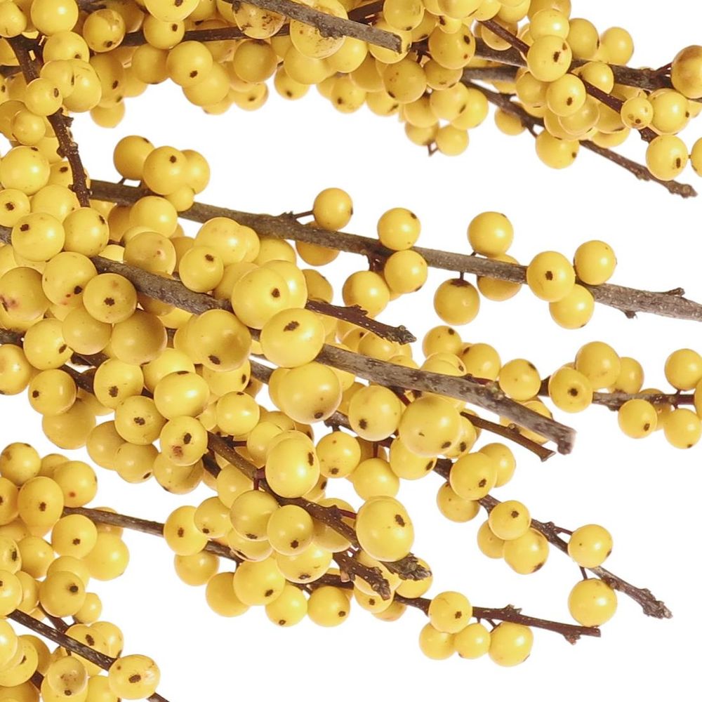 Ilex gelb Citronella 70cm