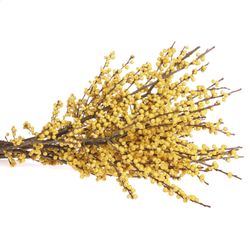 Ilex gelb Citronella 70cm