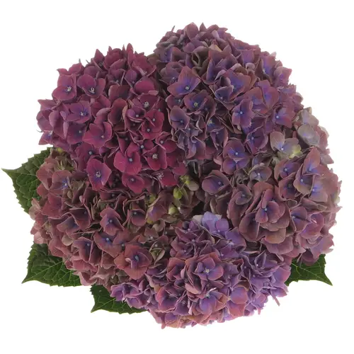 Hortensie lila Galaxy Bol 17cm 60cm