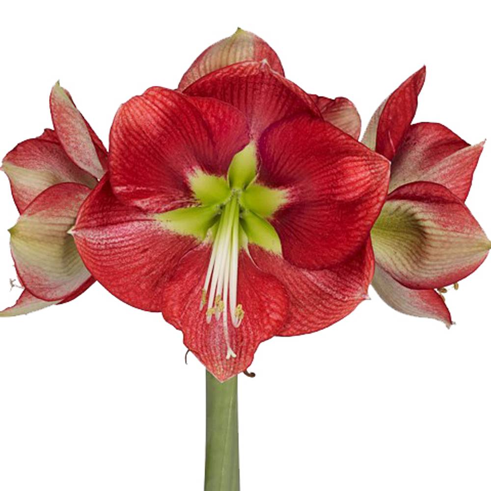 Amaryllis rot geflammt Coral Flame