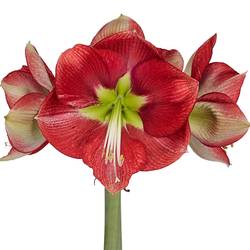 Amaryllis rot geflammt Coral Flame