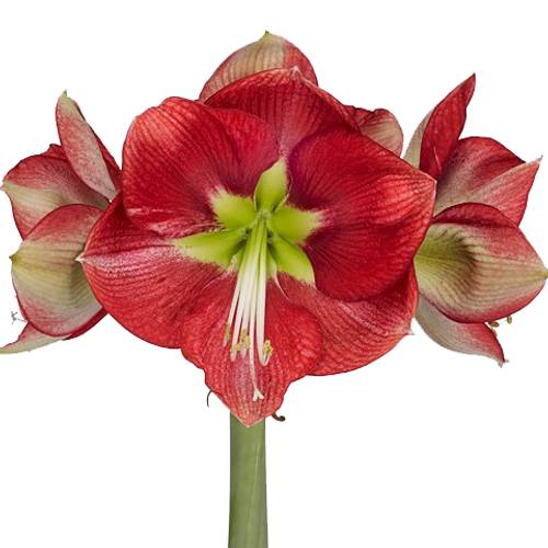 Amaryllis rot geflammt Coral Flame