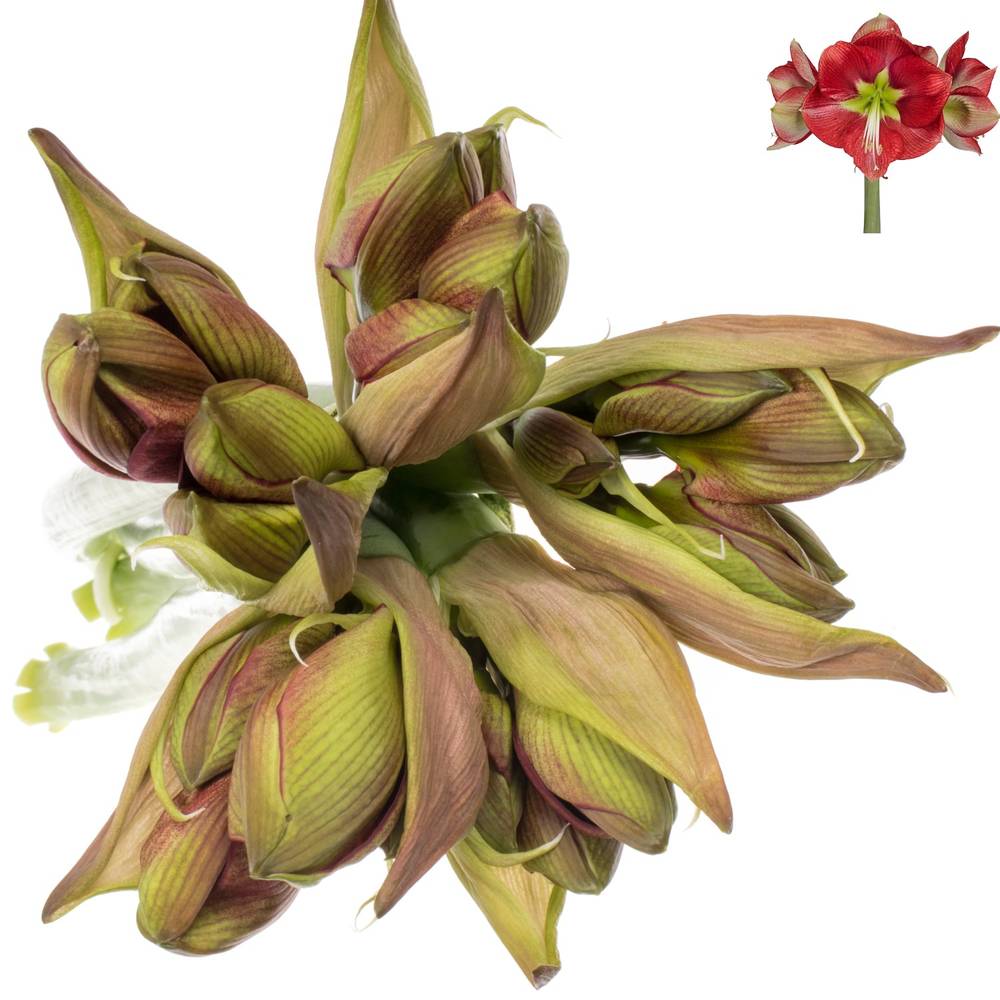 Amaryllis rot geflammt Coral Flame
