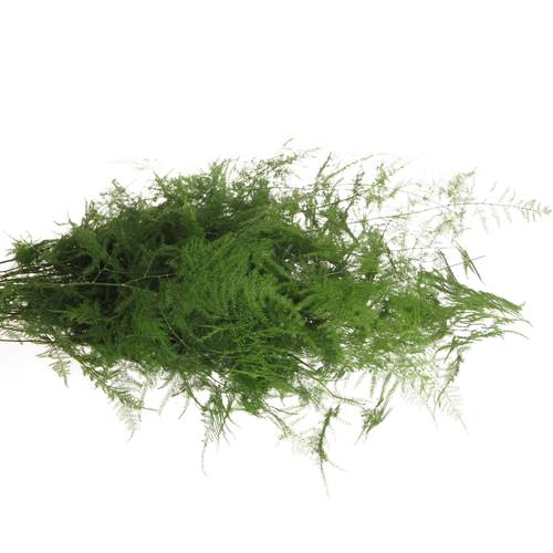 Plumoses grün Van Der Valk 85cm
