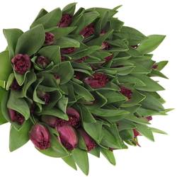 Tulpe lila Purple Chrystal 40 Gramm
