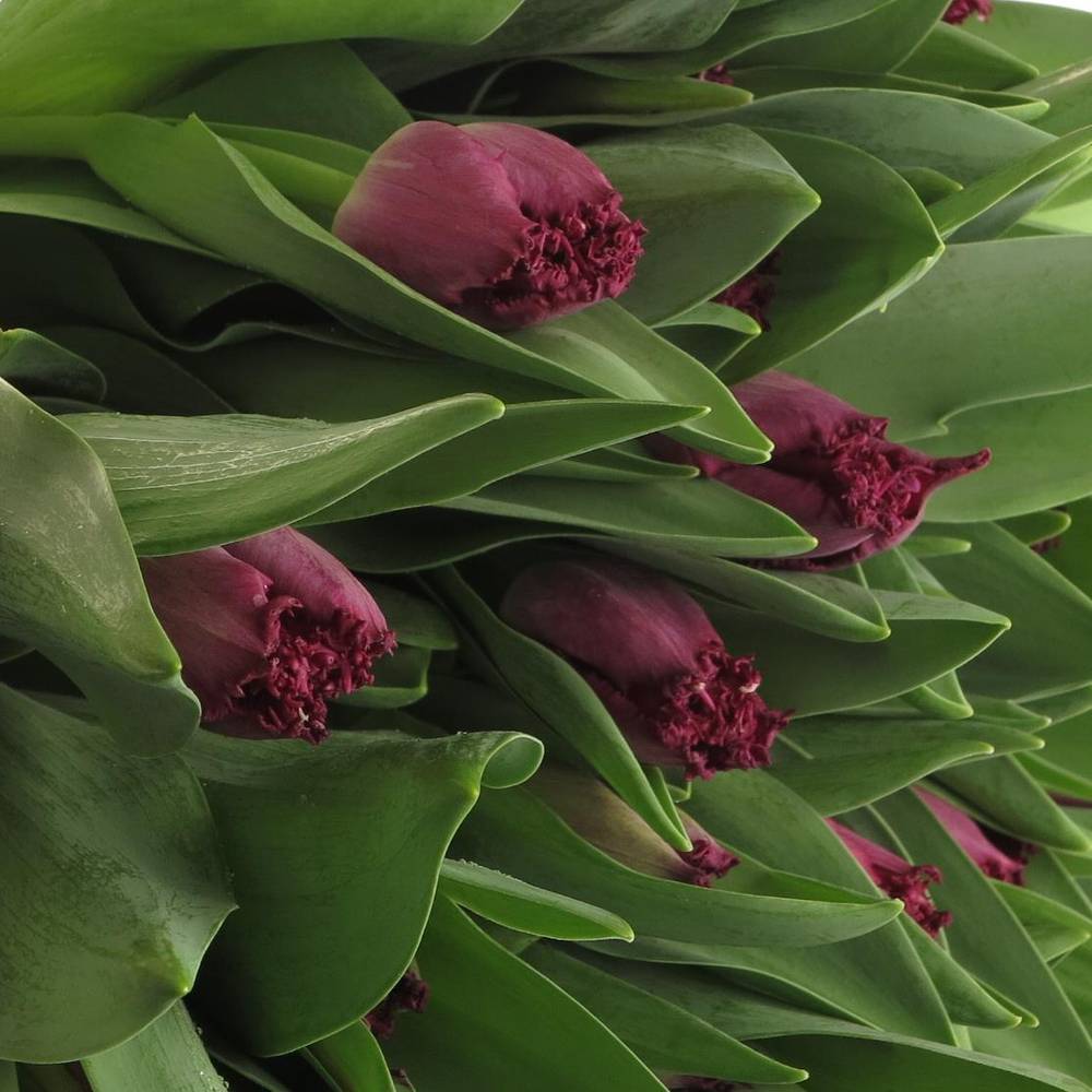 Tulpe lila Purple Chrystal 40 Gramm