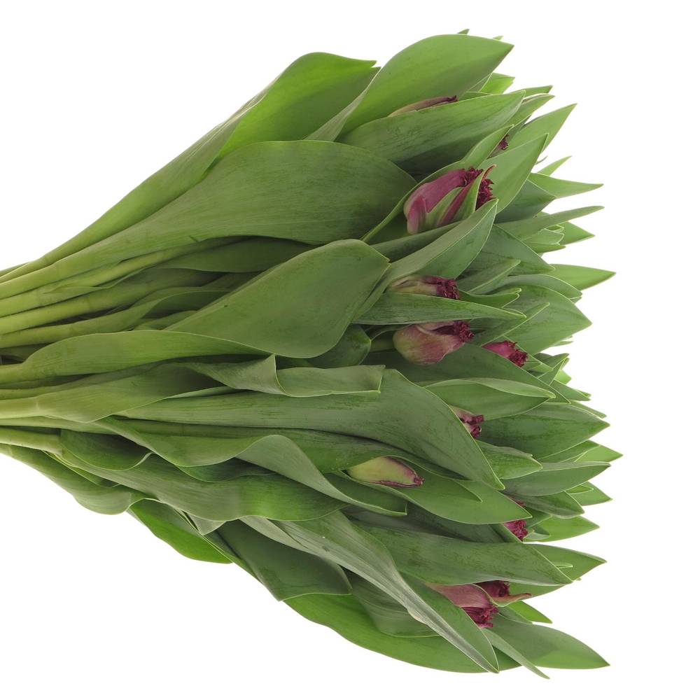 Tulpe lila Purple Chrystal 40 Gramm