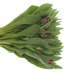 Tulpe lila Purple Chrystal 40 Gramm