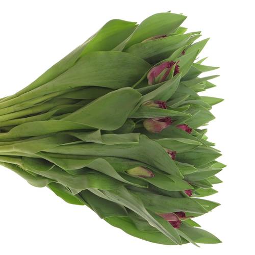 Tulpe lila Purple Chrystal 40 Gramm