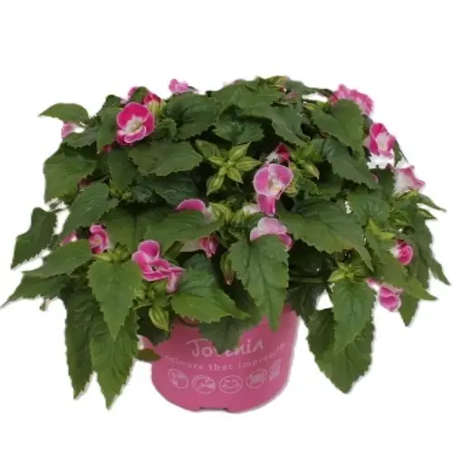 Torenia rosa T13 H025