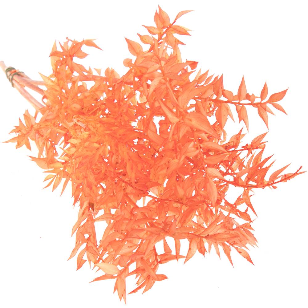 Wilder Ruskus orange gefärbt 70cm X5