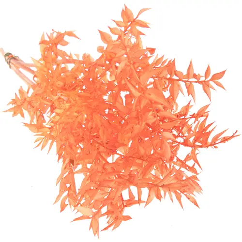 Wilder Ruskus orange gefärbt 70cm X5