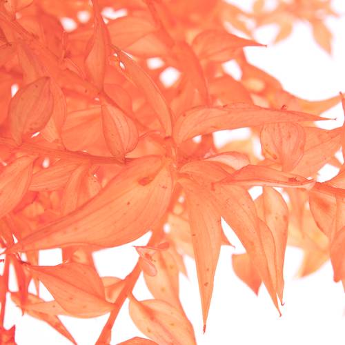 Wilder Ruskus orange gefärbt 70cm X5