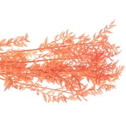 Wilder Ruskus orange gefärbt 70cm X5