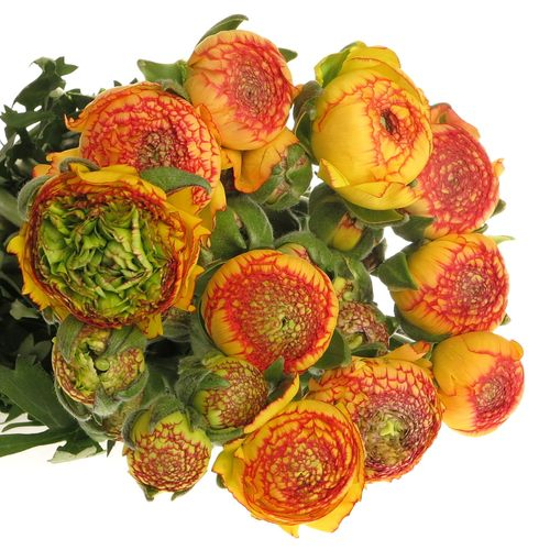 Ranunkel orange/gelb(Nl) 40 cm 40Gramm