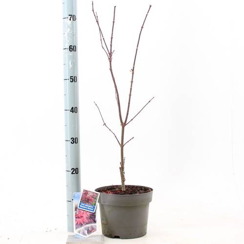 Acer Palmatum Skeeters Broom T19 H060