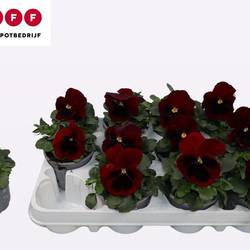 Stiefmütterchen F1 dunkel rot T09 H015